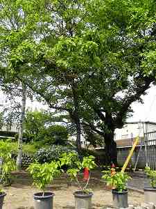 20110516 tomioka (14).jpg